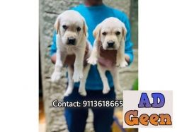 used Show Quality Labrador puppies are Available 9113618665 for sale 